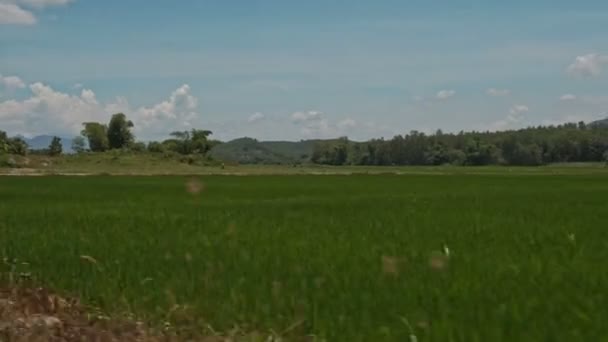 Движение вдоль рисового поля — стоковое видео