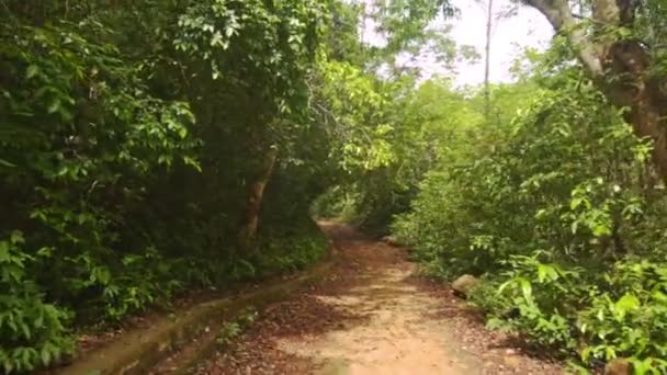 Passeio no Parque Tropical — Vídeo de Stock