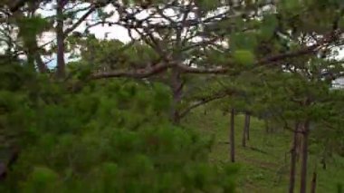 Çam ormanı Yeşil kısımları