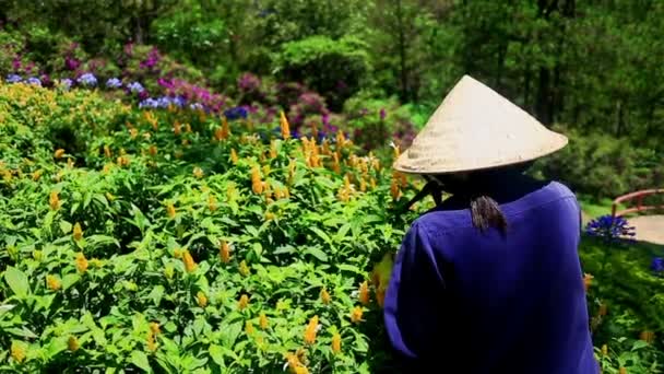 Женщина собирает цветы — стоковое видео