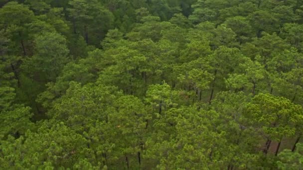 Topos de floresta de pinheiros — Vídeo de Stock