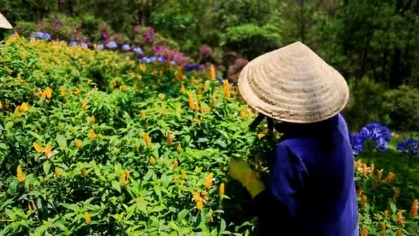 Женщина собирает цветы — стоковое видео