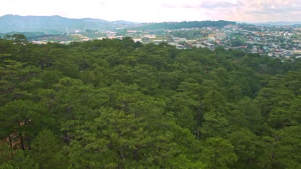 Tops verdes da floresta de pinheiro — Vídeo de Stock