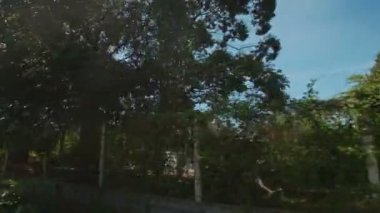  geniş nehir ve tropikal bitki