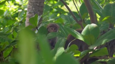 Kırmızı kürklü maymunlar, yemyeşil tropikal ormanların arasında oturuyorlar.