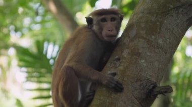 Kısa kürklü sevimli maymun ağaçta oturur ve etrafına bakar.