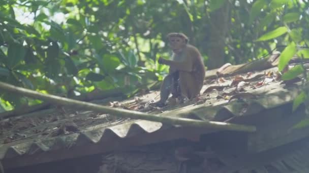 Selvagem Toque macaco senta-se no telhado e gosta de comer frutas — Vídeo de Stock