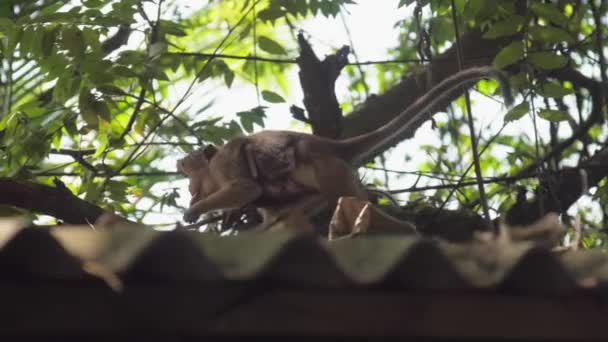Adorable small Toque macaque hangs on monkey with fair fur — Stock Video