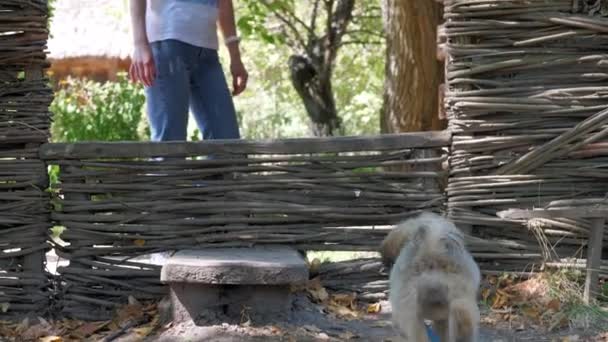 Perro peludo marrón con correa azul salta sobre valla de madera — Vídeos de Stock