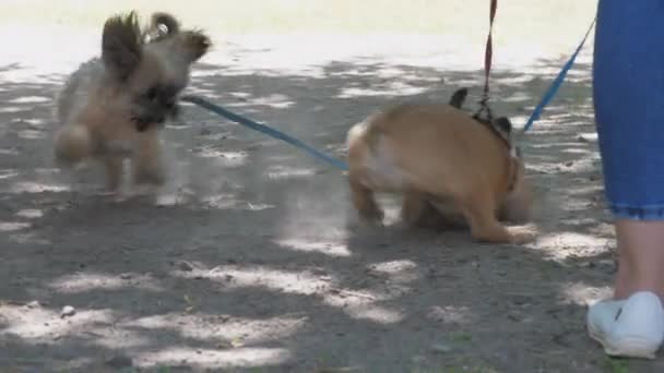 Actieve honden aan gekleurde riemen spelen in de zomer in de buurt van eigenaar — Stockvideo