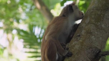 Kısa kürklü sevimli maymun ağaçta oturur ve etrafına bakar.