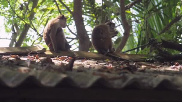 Trópusi főemlősök ülnek széles szürke tetőn és trópusi gyümölcsöket esznek — Stock videók