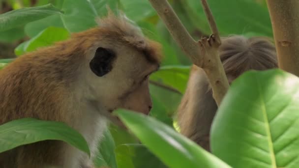 Macacos gostam de sentar e comer frutas entre as folhas de árvores — Vídeo de Stock