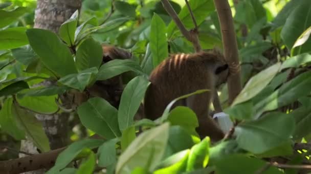 Macacos vermelhos com pele curta sentar segurando copo na floresta exuberante — Vídeo de Stock