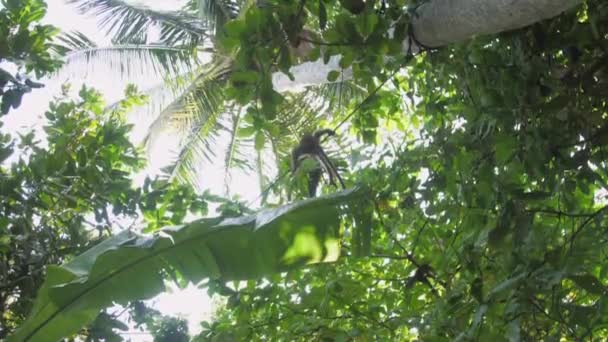 Toque macaque longe une corde fine entre de hauts palmiers — Video