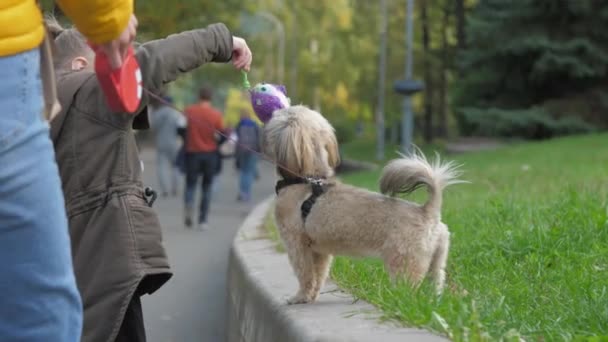 Kleines Mädchen spielt mit Shih-Tzu-Hund auf Rasen im Herbstpark — Stockvideo