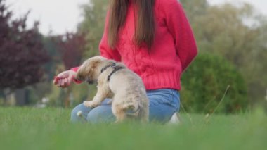 Sahibi shih tzu köpeğinden yeşil çayırda atıştırmalık vermesini istemiş.