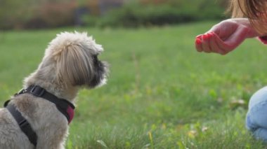Sahibi, pofuduk shih tzu köpeğine ikramda bulunuyor.