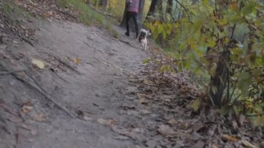 Şakacı shih tzu köpeği kırsal yolda kameraya koşuyor.