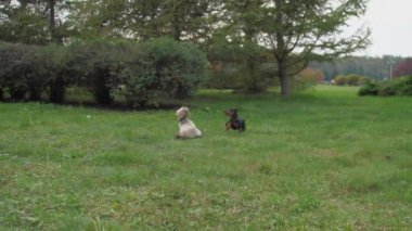 Shih tzu köpeği ve Doberman köpeği çalıların yanında oynuyorlar.