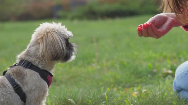 Besitzerin verwöhnt flauschigen Shih-Tzu-Hund mit Trick — Stockvideo