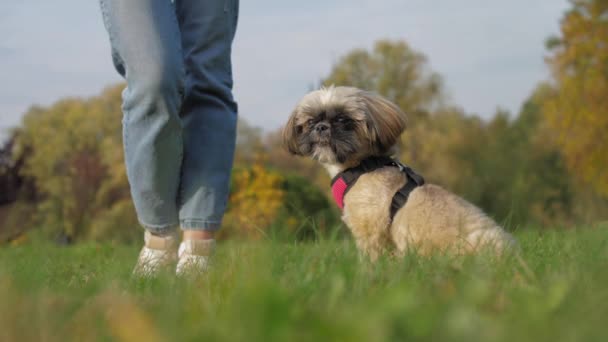 Lustiger Shih-Tzu-Hund sitzt neben Herrchen auf der grünen Wiese im Park — Stockvideo