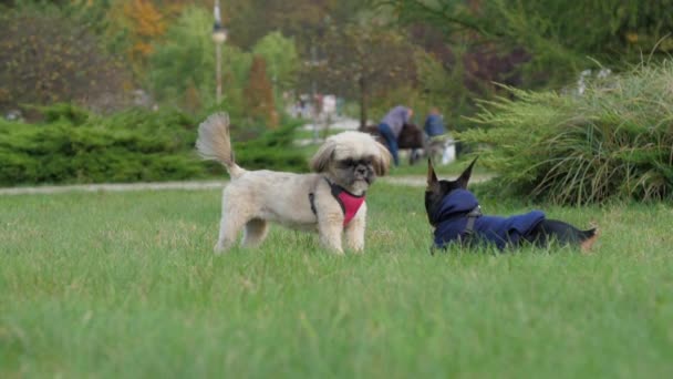 Пес Ші цзи і щеня Добермана стрибають на зелену газову траву. — стокове відео