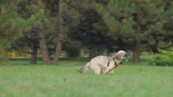 Shih-tzu-Hund läuft vor Frau, die mit Handy im Internet surft — Stockvideo