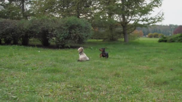 Shih-Tzu-Hund und Dobermann-Welpe spielen auf Feld in der Nähe von Büschen — Stockvideo