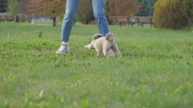 Shih tzu köpeği yeşil alanda kadın sahibini kovalıyor.