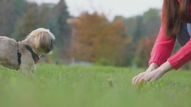 Shih tzu köpeği parktaki yeşil çimenler boyunca kadın sahibine koşar.