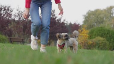 Kadın çimlerden kalkar ve parkta shih tzu ile yürür.