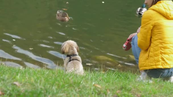 Frau in Jacke mit Shih-Tzu-Hund sieht Enten im Teich — Stockvideo