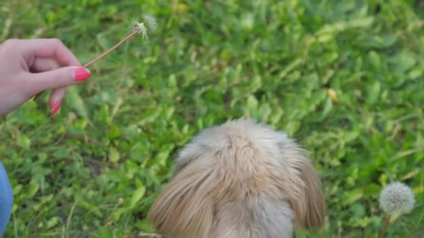 Frau spielt mit süßem Shih-Tzu-Hund, der Löwenzahn auf Rasen beißt — Stockvideo