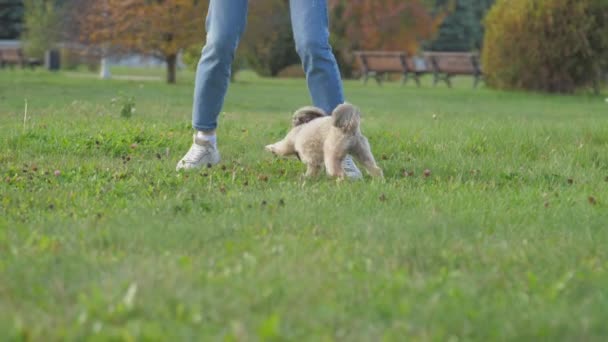 Shih tzu kutya játszik kergeti női tulajdonos a zöld mezőn — Stock videók