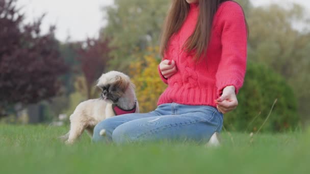 Frau bittet süßen Shih-Tzu-Hund zum Sprung mit Imbiss auf Feld — Stockvideo