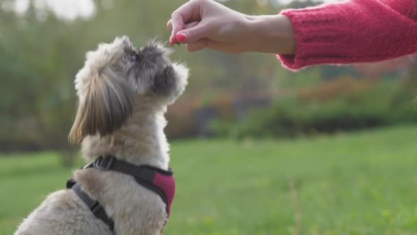 Femme donne savoureux régal pour chien shih tzu drôle sur la pelouse verte — Video