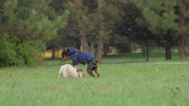 Netter shih tzu Hund und kleiner Dobermann Welpe springt auf Feld — Stockvideo