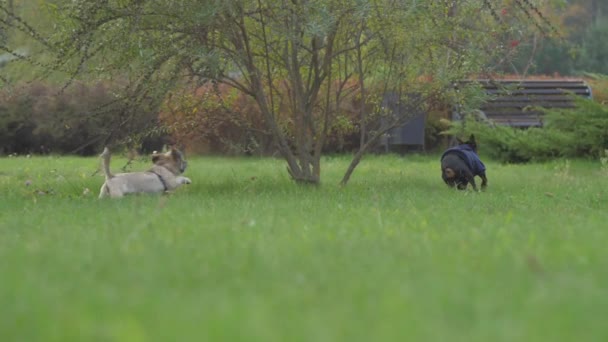 Shih tzu and Doberman puppies run around bushes on meadow — Stock Video