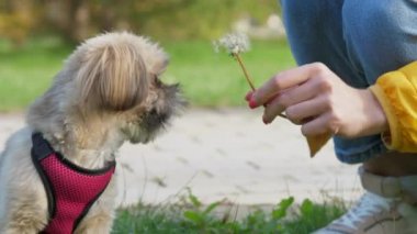 Komik shih tzu köpeği sahibi ile oynayan karahindiba ısırmayı deniyor.