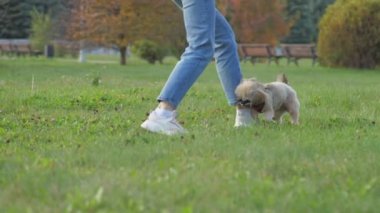 Shih tzu köpeği yeşil çayırda kadın sahibi ısırır ve kovalar.