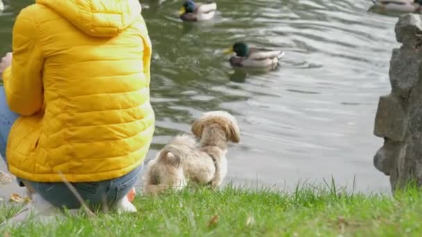 Herrchen mit Shih-Tzu-Hund sieht Enten am See schwimmen — Stockvideo