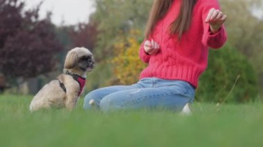 Sahibi shih tzu köpeğine sahada atıştırmalık göstermeyi öğretiyor.