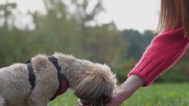 Shih tzu köpeği, parktaki çimlerin üzerinde sahibinin elinden atıştırmalıklar yer.