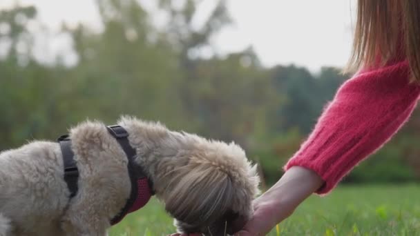 시추 개는 공원 잔디밭에서 주인의 손으로 먹는 간식을 먹는다 — 비디오