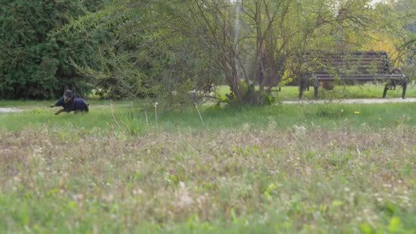 Verspielter Shih-Tzu-Hund und Dobermann-Welpe rennen durch Busch — Stockvideo