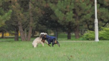 Komik shih tzu köpeği ve Doberman köpek yavrusu çayırda oynuyorlar.