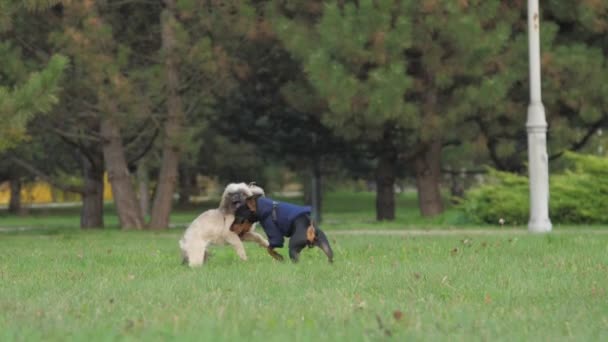 Grappige shih tzu hond en Doberman puppy spelen op weide — Stockvideo