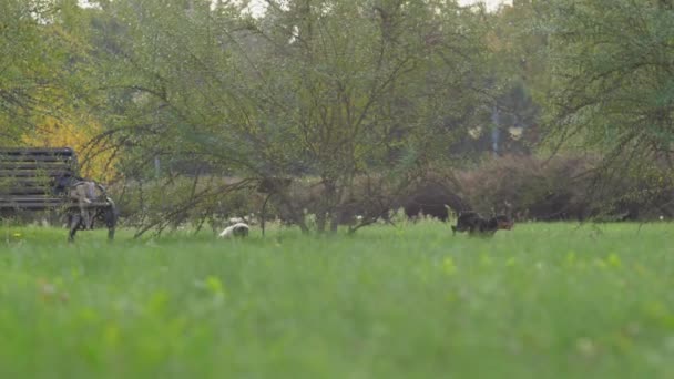 Shih tzu dog and Doberman puppy run along green meadow — Stock Video