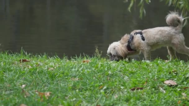 Aranyos shih tzu kutya fut illata zöld séta a tó partján — Stock videók